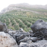 Natín olivar corral tia nina