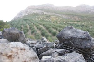 Natín olivar corral tia nina