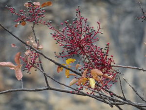 Granillo, el fruto de la cornicabra