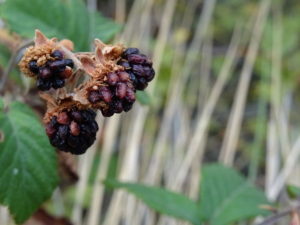 Moras secas tras el verano