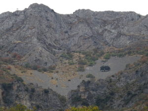 Encina solitaria en pedregal, bajo las paredes de Piedra Blanca