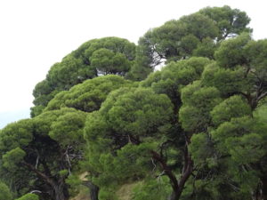 Copas abiertas, espacio entre árboles, ausencia de otras especies.