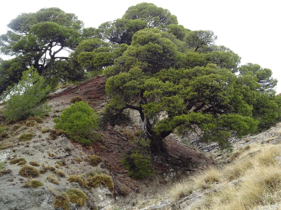 En el origen del barranco de Cánava