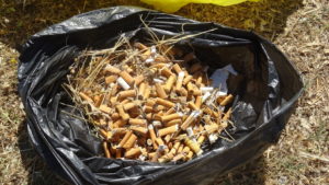 Bolsa abierta llena de colillas, recogidas en sólo dos horas en el cerro del castillo