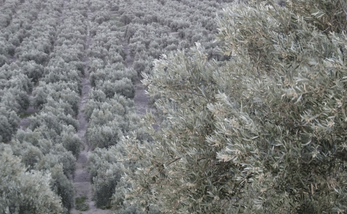 Olivar1