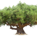 Olivo