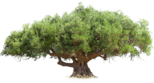 Olivo