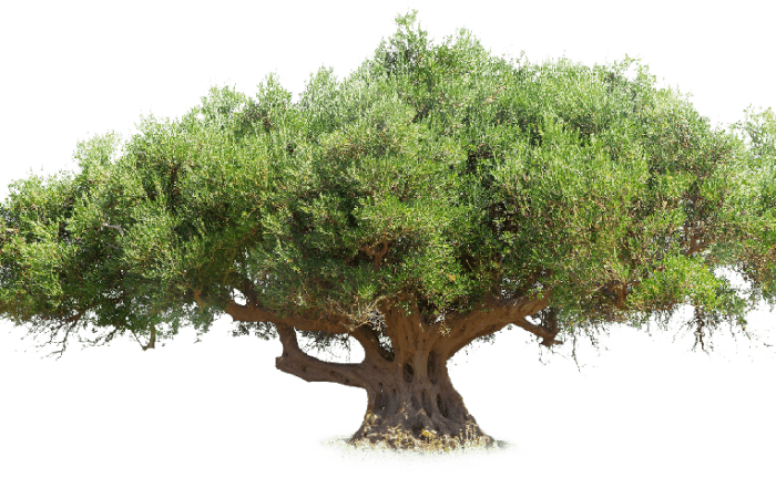 Olivo
