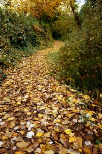 camino otoñal contrastes verdes perennes chorreras valdepeñas de jaen