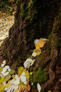 accion del viento en tronco otoño chorreras valdepeñas de jaen