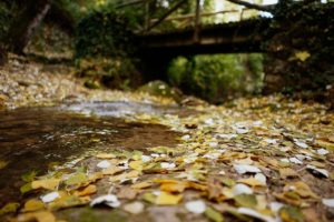 puente cauce y corriente con hojas doradas plateadas en chorreras valdepeñas de jaen