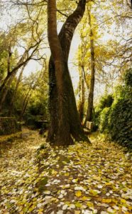 dorado otoñal contraste verdes perennes y marrones suelo en las chorreras valdepeñas de jaen