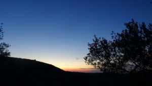 atardecer olivar