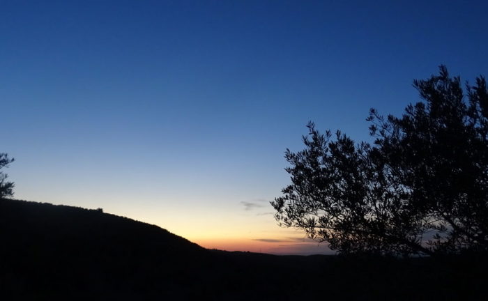 atardecer olivar
