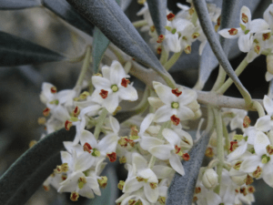 flor de olivo