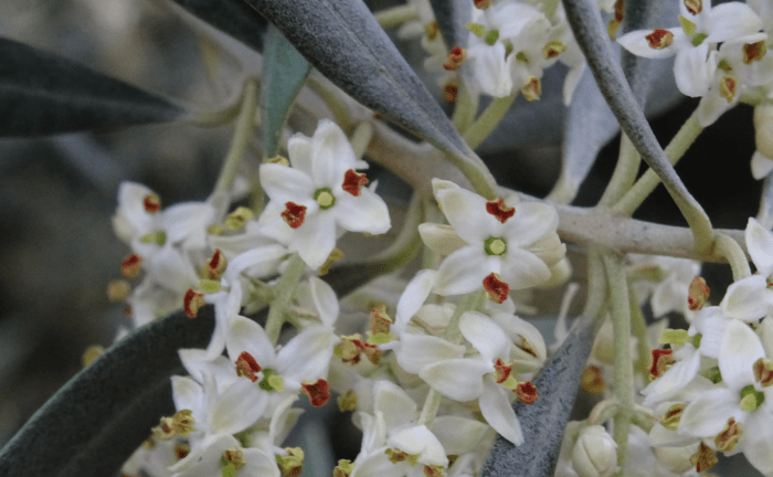 flor de olivo
