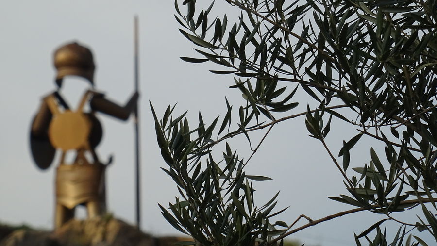 Olive grove tours