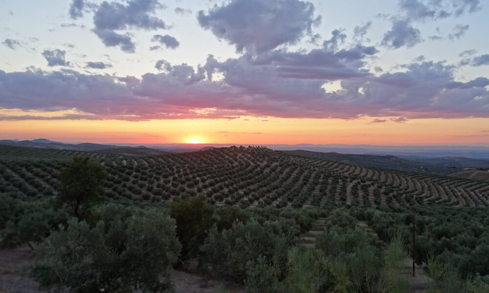 Olive Oil tourism