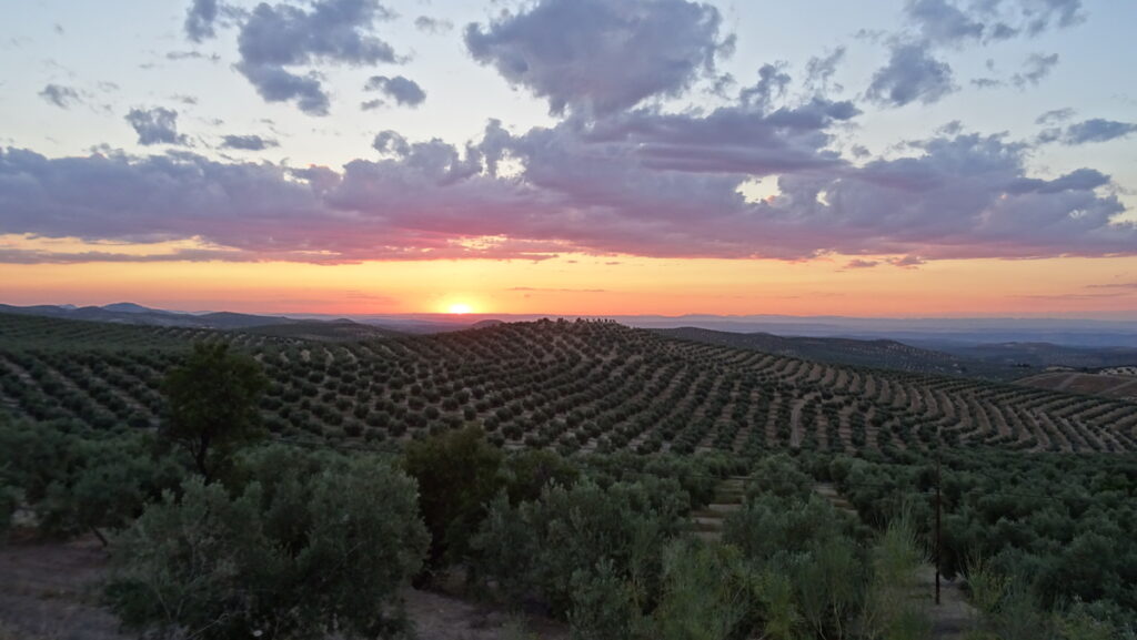 olivo
