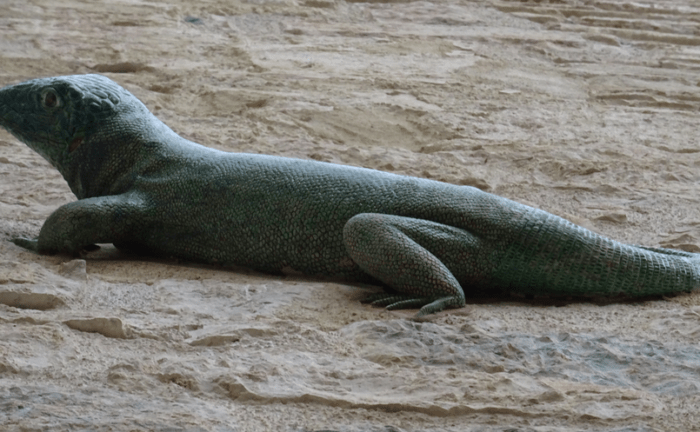 lagarto