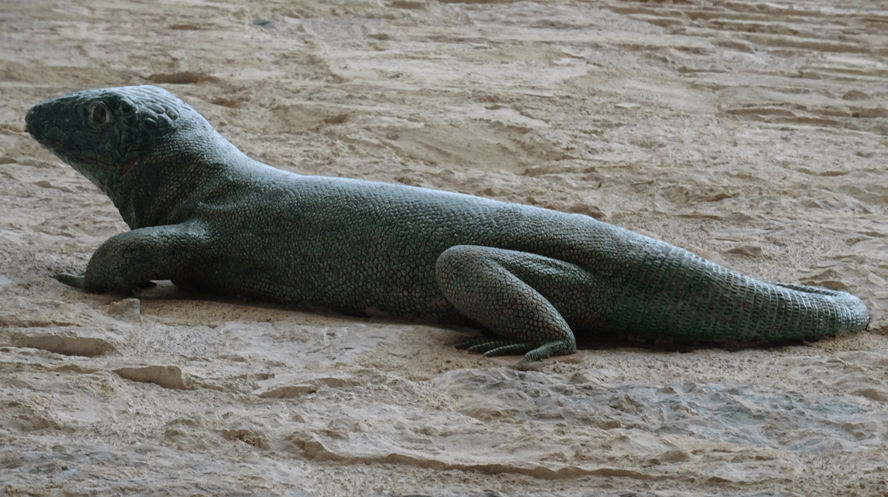 Visita guiada el lagarto de Jaén, murallas de leyenda