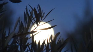 Luna saliendo tras hojas de olivo