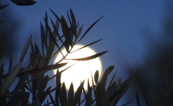 Luna saliendo tras hojas de olivo
