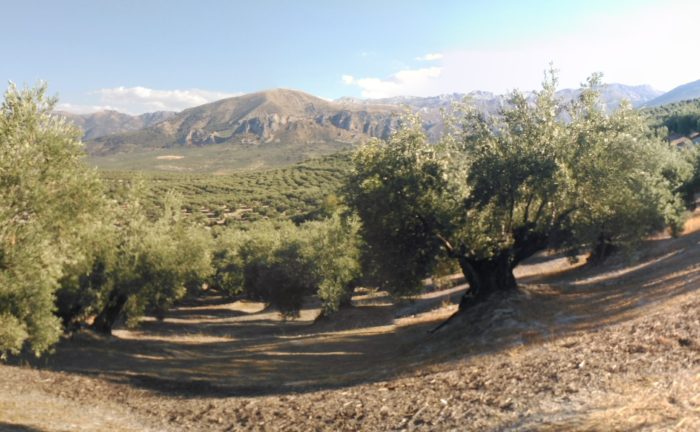 olivar